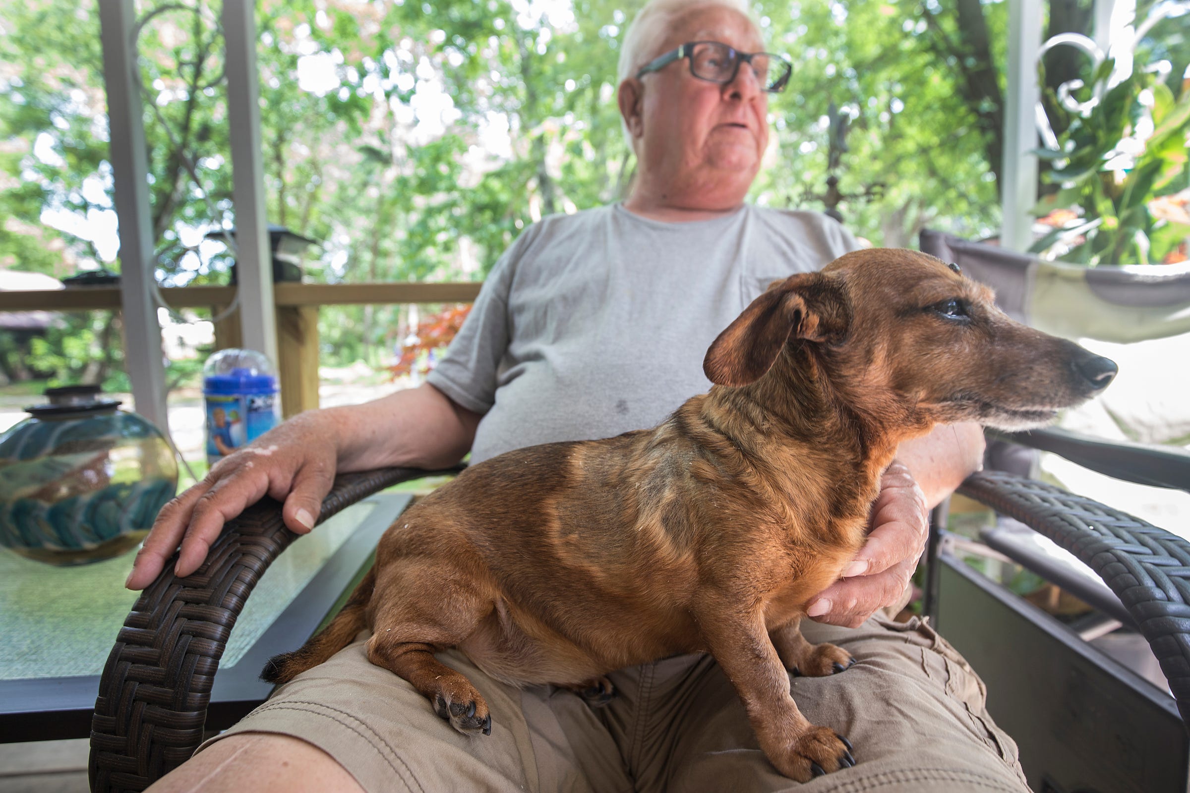 small dog 14 years old